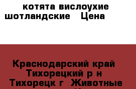 котята вислоухие шотландские › Цена ­ 2 500 - Краснодарский край, Тихорецкий р-н, Тихорецк г. Животные и растения » Кошки   . Краснодарский край